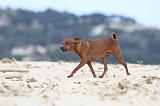 PINSCHER NAIN 041